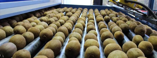 TOMRA kiwifruit sorting