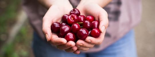 Fruit-select your product-Cherries
