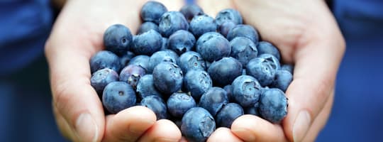 TOMRA Blueberry sorting