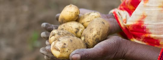 TOMRA Food potato sorting and peeling