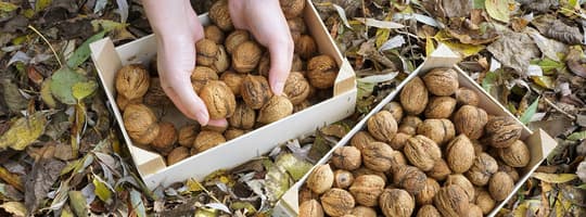 Hands full of nuts