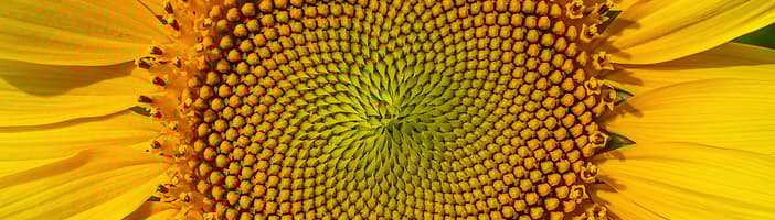Close-up image of sunflower