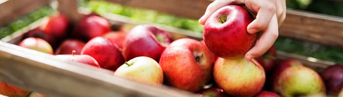 TOMRA apples sorting