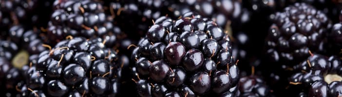 Blackberries 1