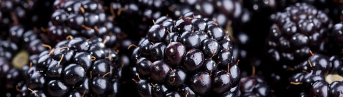 Moras 1