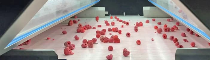 raspberries 3