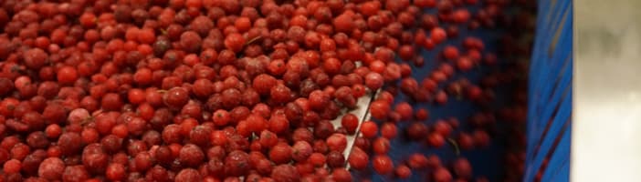Redberries 3