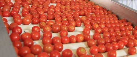 alimentación de tomates