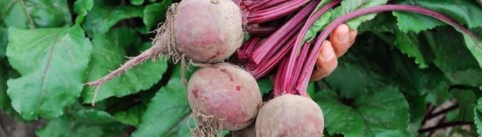 Beets-Key_Benefits-4