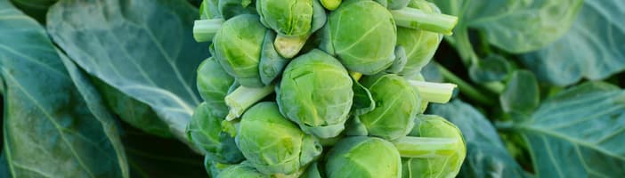 Brussels_sprouts-Key_Benefits-1