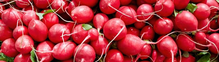 Radishes-KB-4