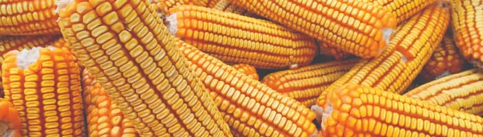 Seed_Corn-KB-4