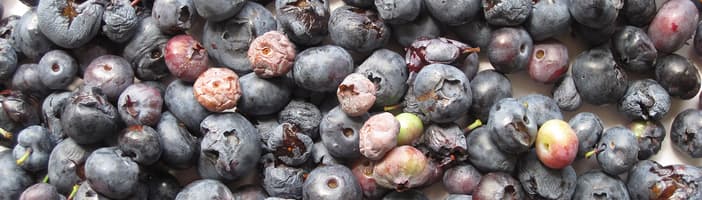 Blizzard blueberries sorting