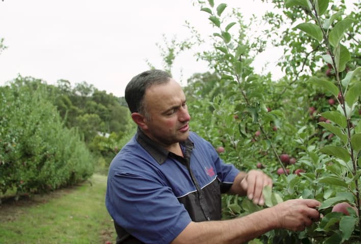 Ceravolo apple orchard