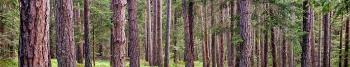 TOMRA_Trees are circular by nature-web ver
