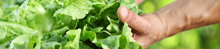 Leafy_Greens-Endive-B