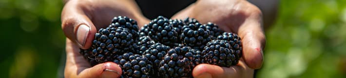 Hands holding blackberries
