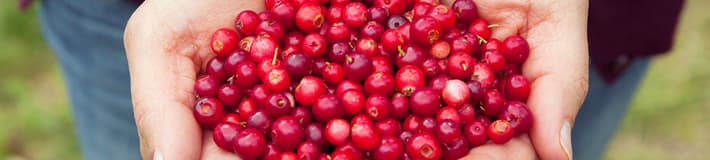 Hands holding cranberries