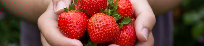 Fruit-select your product-Strawberries
