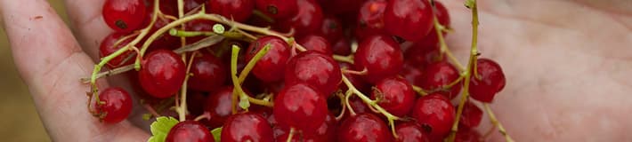 Hands holding redberries