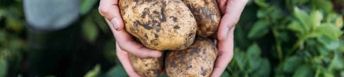 Patatas-seleecione su producto-patatas de campo