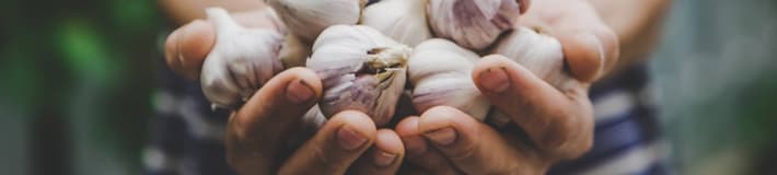 TOMRA Food garlic sorting