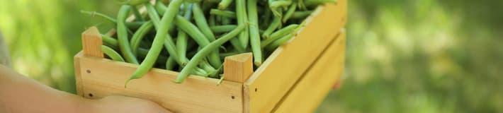 TOMRA Food green beans sorting