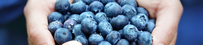 TOMRA Blueberry sorting