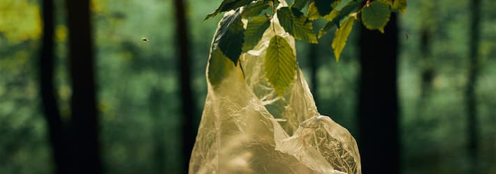 plastic bag hanging on tree leaf in forest 