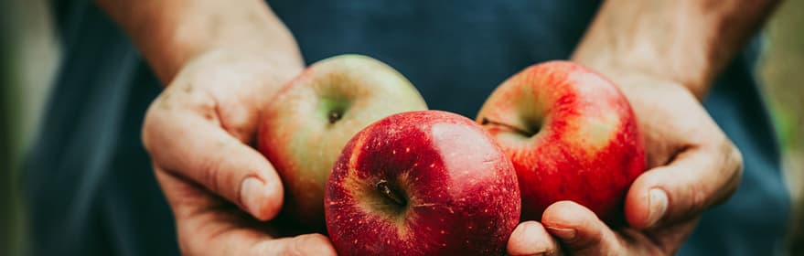 Clasificación de manzanas de TOMRA