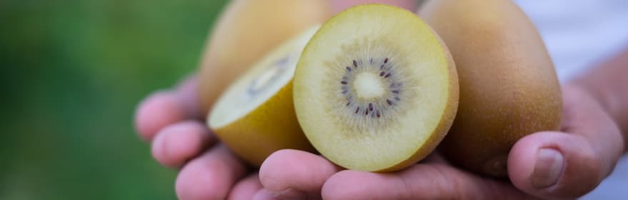 Hands_holding_kiwifruit (1)