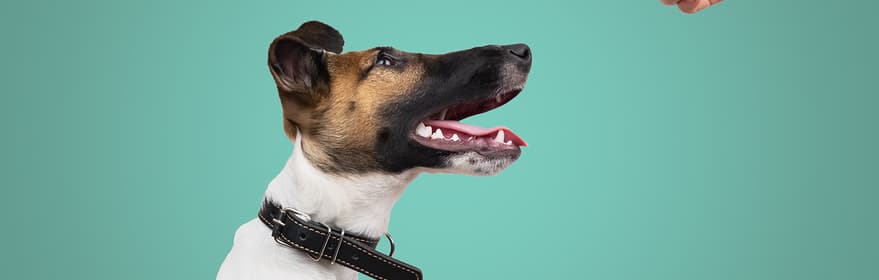 TOMRA Food pet food