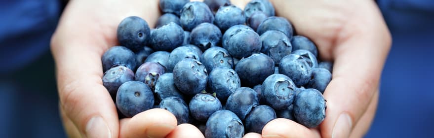 TOMRA Blueberry sorting