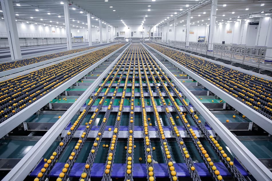 A Compac installation for sorting and grading oranges.