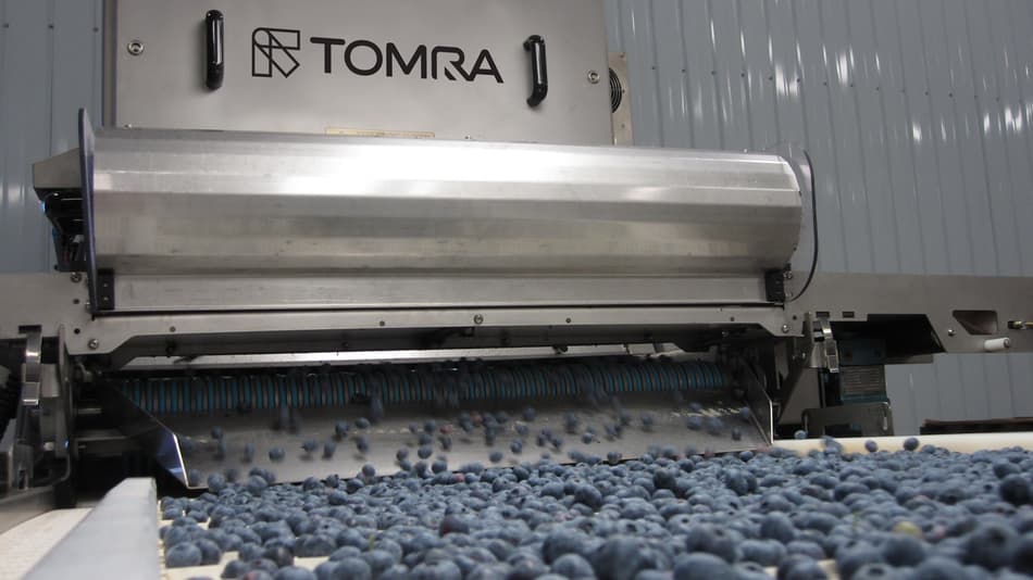 Image of blueberries production