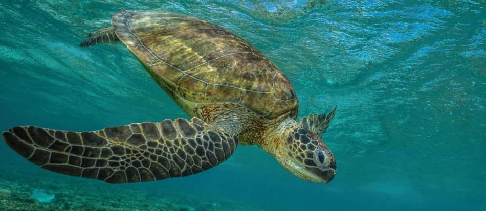 Turtle swimming in ocean