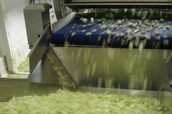 Lettuce sorting