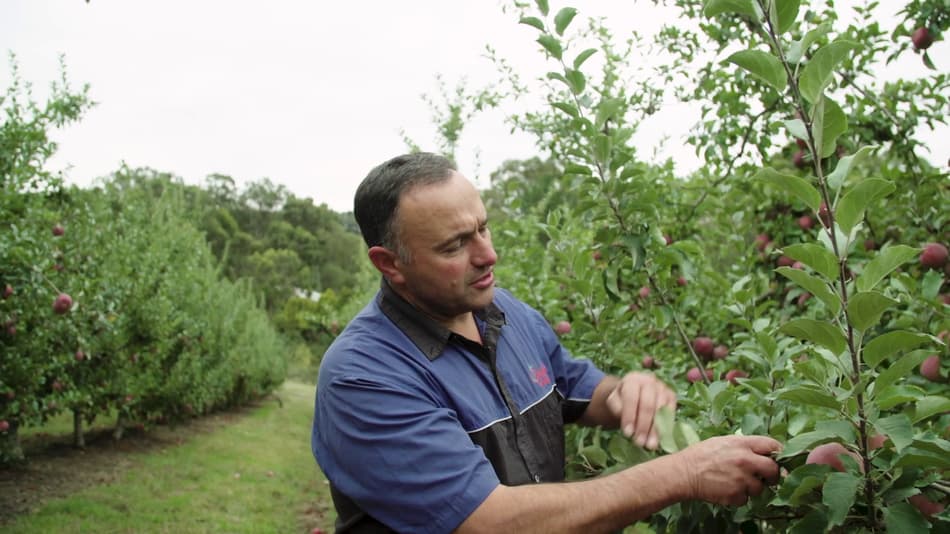 Ceravolo apple orchard