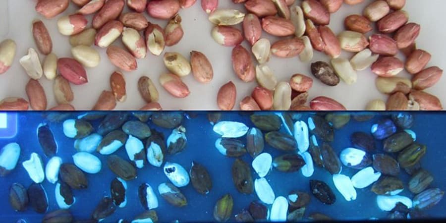 jixing nut sorting