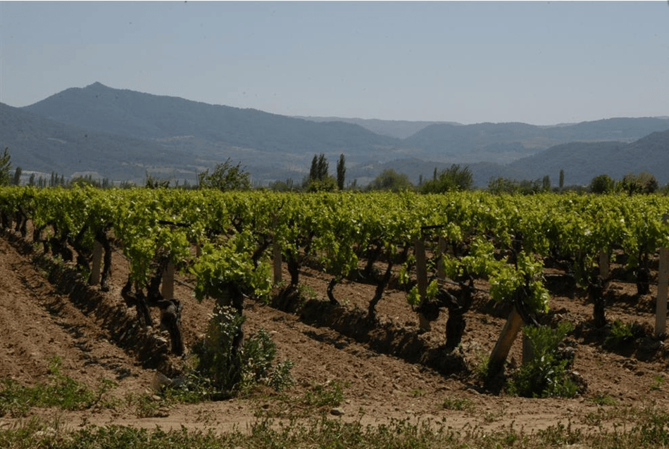 Orka Tarim, raisin processor in Turkey