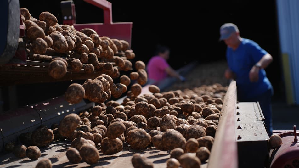 Initial sorting of harvested potatoes