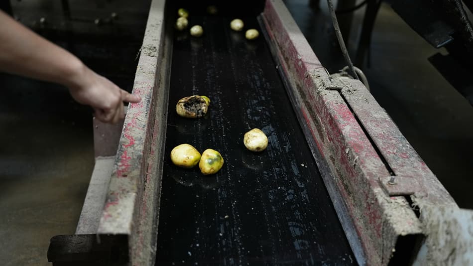 Undesirable potatoes being sorted out to a reject line