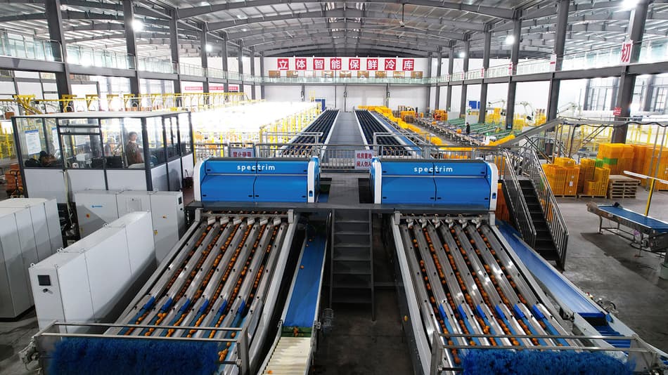 Xiangjia citrus sorting