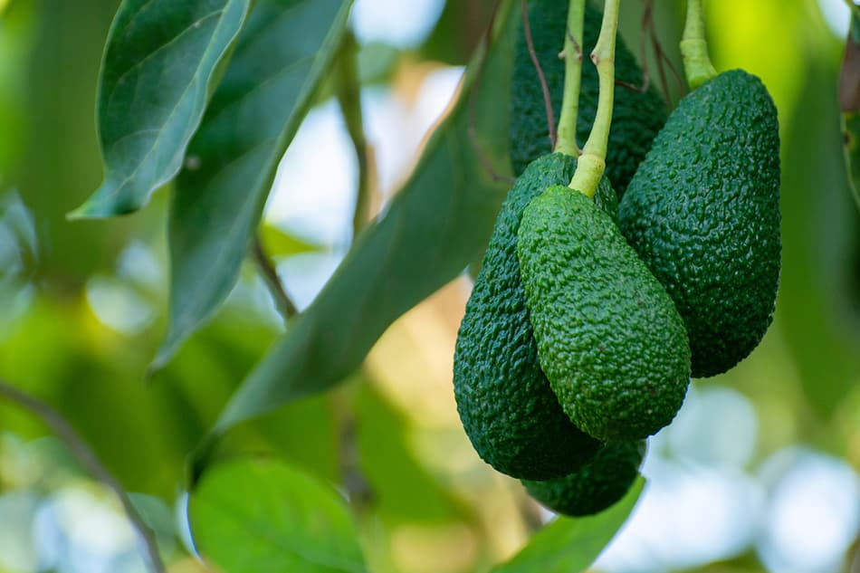 Avocado growing on tree