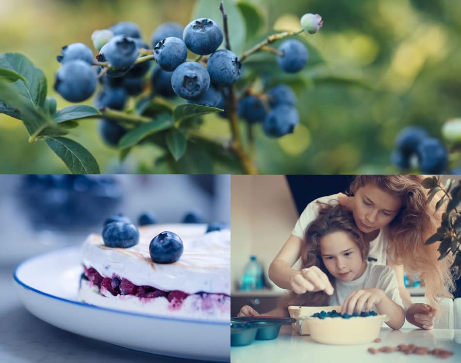 blueberries markets