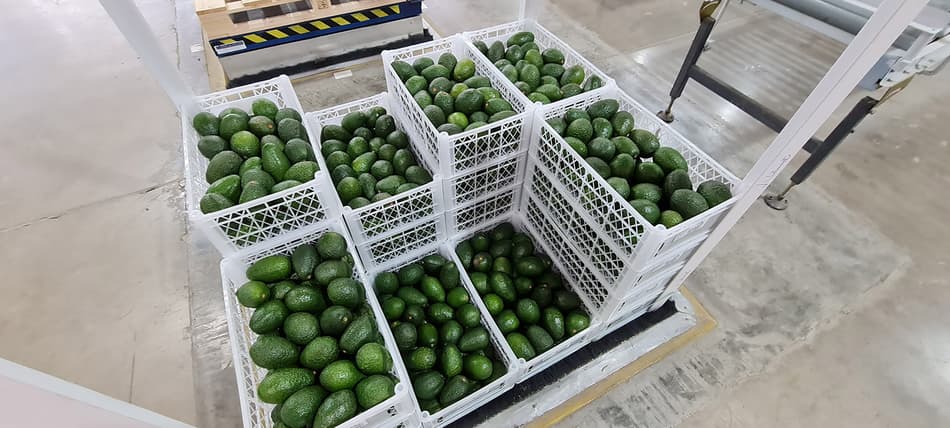 Avocado harvest