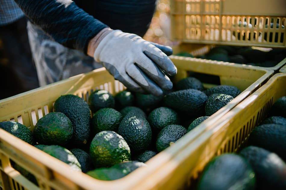 Sorting avocados manually