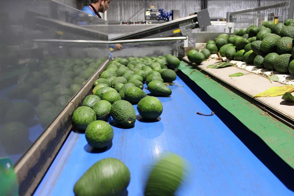 Avocados sorted automatically in TOMRA sorting machine
