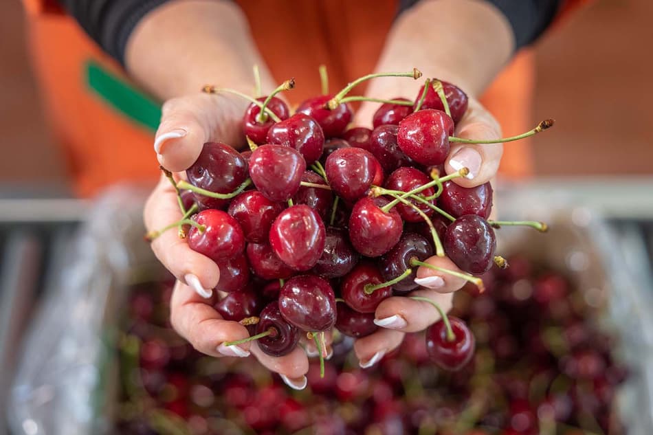 Sorted cherries