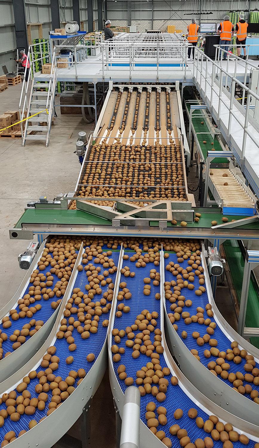 TOMRA kiwifruit installation